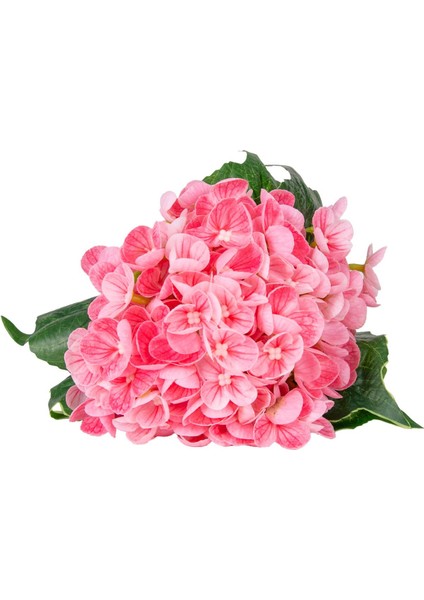 Yapay Çiçek Islak Dokulu Ortanca Buket Pembe 26 cm . modelleri