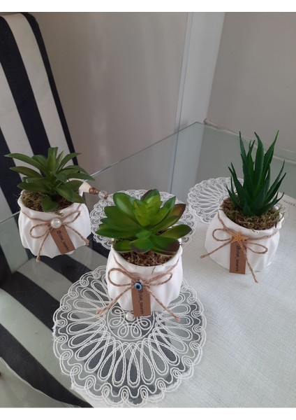 Sukulent Mini Çiçekler 3 Adet