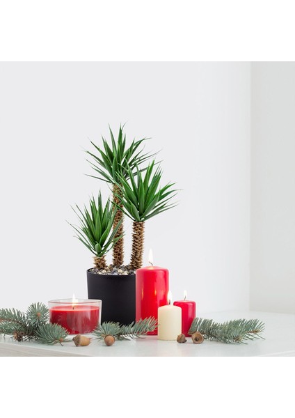 Siyah Saksıda Üç Dal Yapay Kaktüs Aloevera