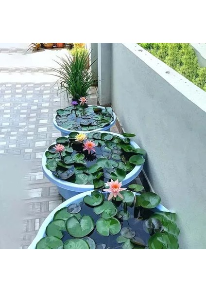 15 Adet Tohum Rengarenk Karışık Renkli Organik Lotus Su Çiçeği Tohumu Hediye Tohumlu fiyatları