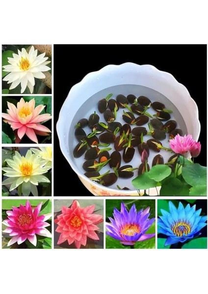 100 Adet Tohum Nadir Organik Lotus Karışık Su Çiçeği Tohumu Hızlı Büyüyen Japon Çiçek Hediye Tohum fiyatları