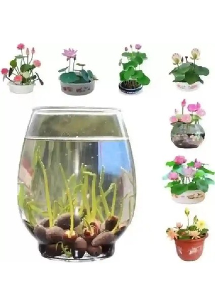 100 Adet Tohum Nadir Organik Lotus Karışık Su Çiçeği Tohumu Hızlı Büyüyen Japon Çiçek Hediye Tohum modelleri