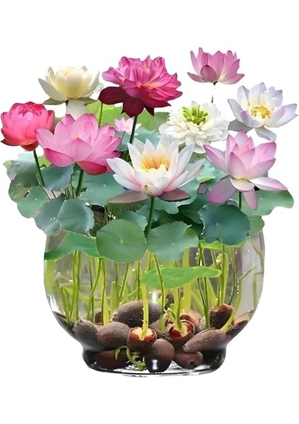 5 Adet Tohum Nadir Bulunan Pembe Lotus Su Çiçeği Tohumu Japon Su Nilüferi Tohumlar
