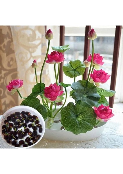 10 Adet Tohum Pembe Renk Kutsal Çin Su Çiçeği Tohumu Organik Taze Hasat Tohum