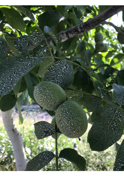 Tarımsal Kaolin Kili 25KG indirimleri