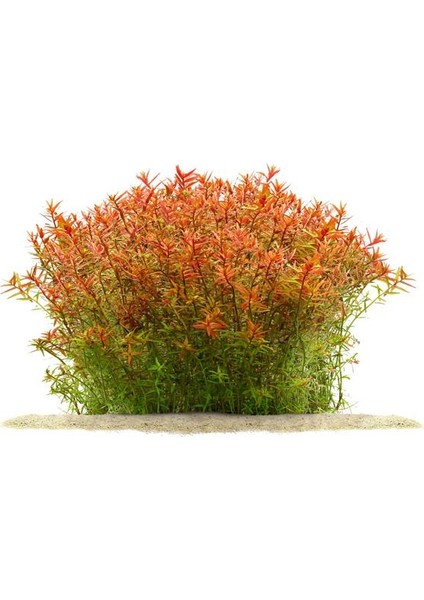 Rotala Rotundifolia 'orange Juice' Saksı Canlı Bitki