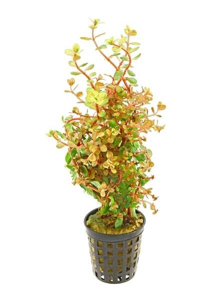 Rotala Rotundifolia 'orange Juice' Saksı Canlı Bitki fiyatları