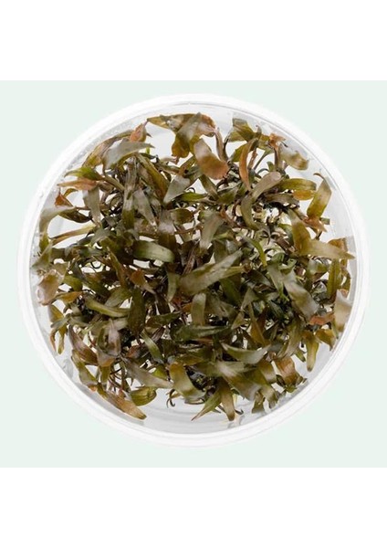 Cryptocoryne Affinis In Vitro Canlı Bitki