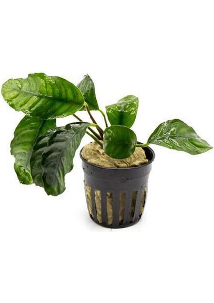 Anubias Coffeefolia Compact Saksı Canlı Bitki