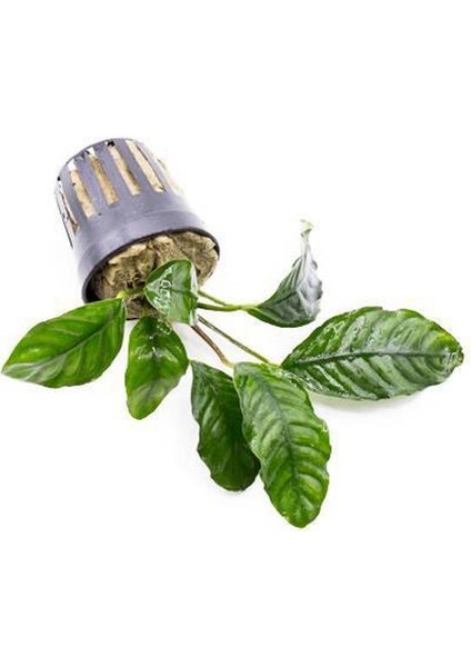 Anubias Coffeefolia Compact Saksı Canlı Bitki fiyatları