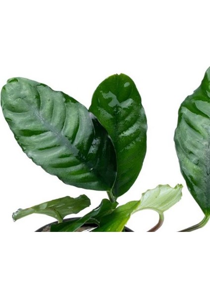 Anubias Coffeefolia Compact Saksı Canlı Bitki modelleri