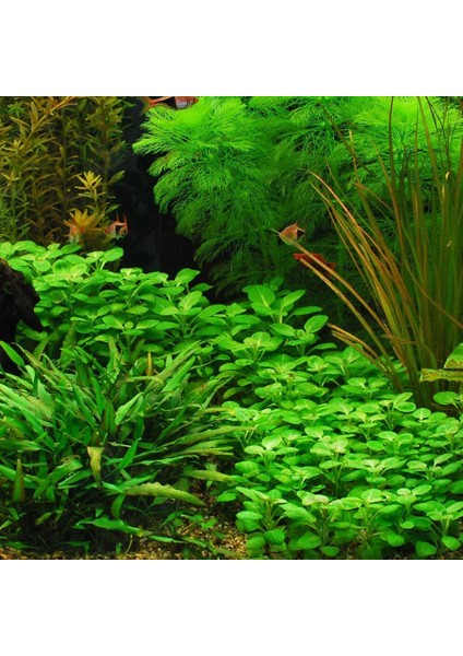 Lobelia Cardinalis Saksı Canlı Bitki