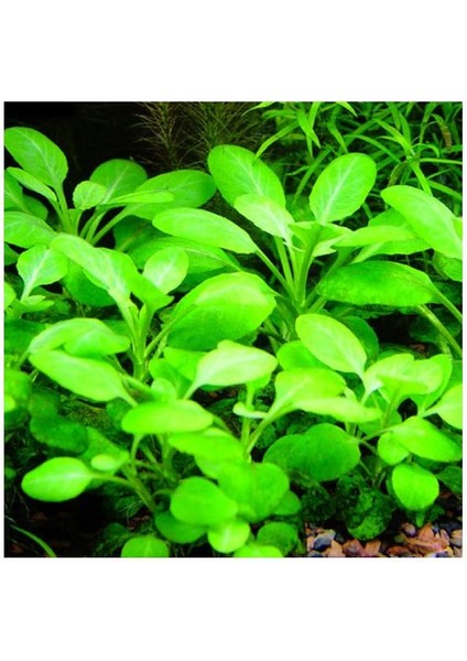 Lobelia Cardinalis Saksı Canlı Bitki