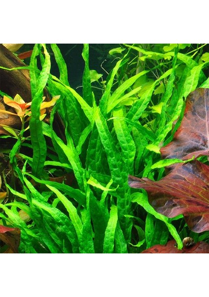 Microsorum Pteropus Narrow Leaf Saksı Canlı Bitki