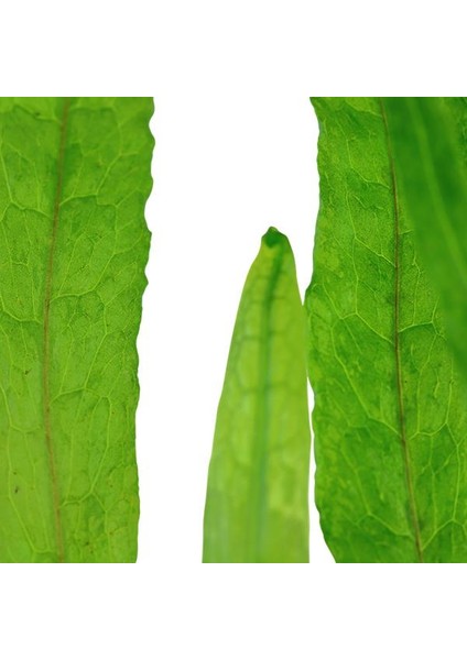 Microsorum Pteropus Narrow Leaf Saksı Canlı Bitki fiyatları