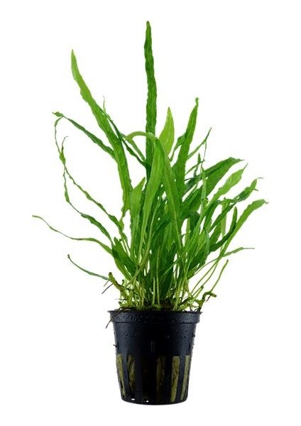Microsorum Pteropus Narrow Leaf Saksı Canlı Bitki fırsatları