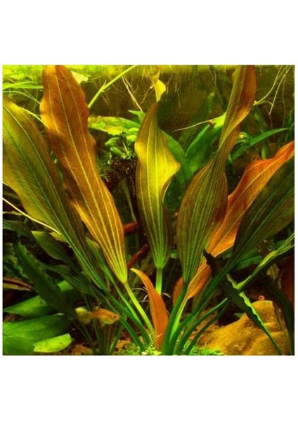 Echinodorus Uruguayensis Tricolor Canlı Bitki
