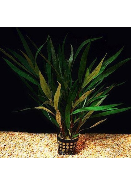 Söğüt Bitkisi Akvaryum Saksı Canlı Bitki