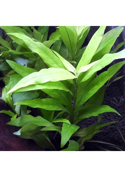 Söğüt Bitkisi Akvaryum Saksı Canlı Bitki fiyatları