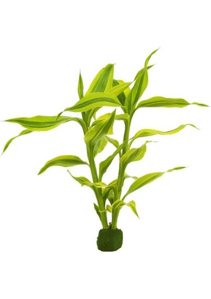 Dracaena Sanderiana Gold Saksı Canlı Bitki