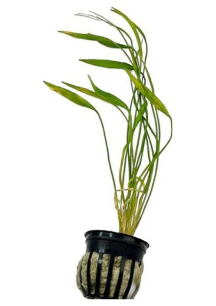 Helanthium Xingu Angustifolius Saksı Canlı Bitki