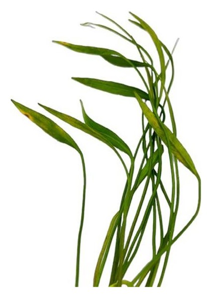 Helanthium Xingu Angustifolius Saksı Canlı Bitki fiyatları