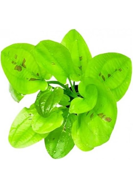 Echinodorus Yellow Sun Saksı Canlı Bitki fiyatları
