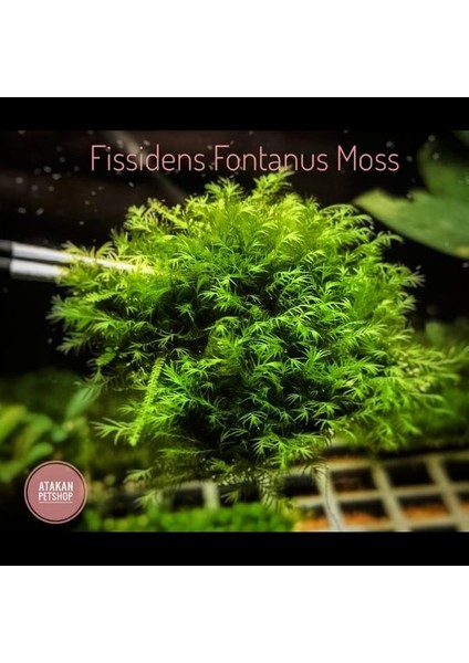 Fissidens Fontanus Moss Kutu Canlı Bitki