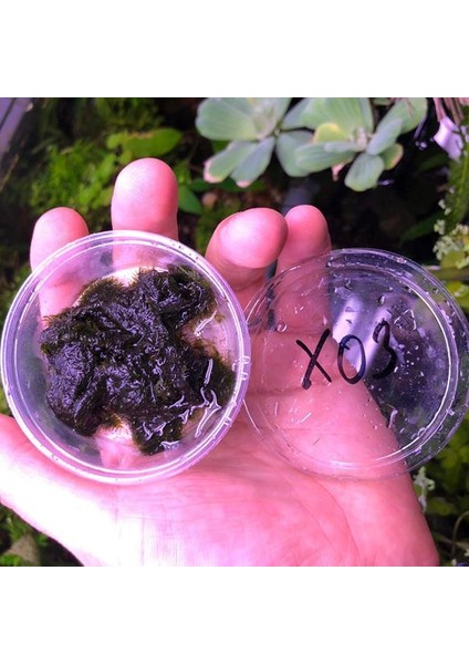 Fissidens Fontanus Moss Kutu Canlı Bitki fiyatları