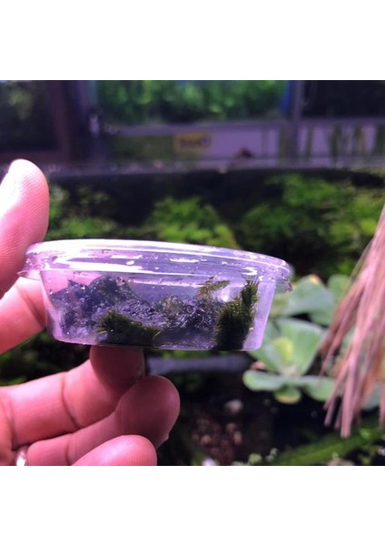 Fissidens Fontanus Moss Kutu Canlı Bitki modelleri