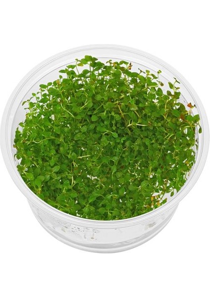 Ludwigia Mini Super Red In Vitro Canlı Bitki