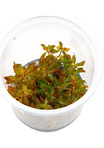 Ludwigia Mini Super Red In Vitro Canlı Bitki