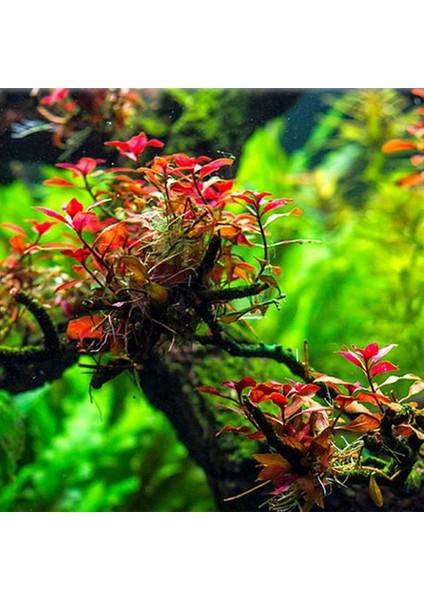 Ludwigia Mini Super Red In Vitro Canlı Bitki