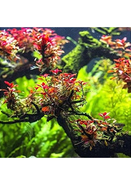 Ludwigia Mini Super Red In Vitro Canlı Bitki