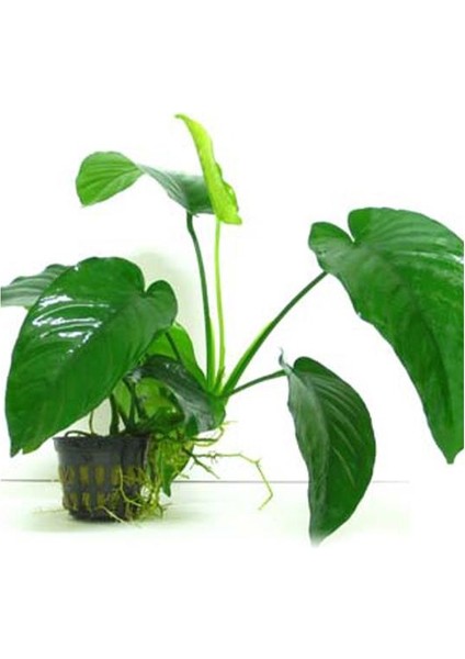 Anubias Barteri 5-6 Yapraklı Kök Canlı Bitki