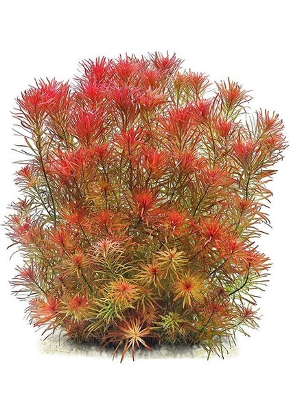 Ludwigia Inclinata Meta Saksı Canlı Bitki