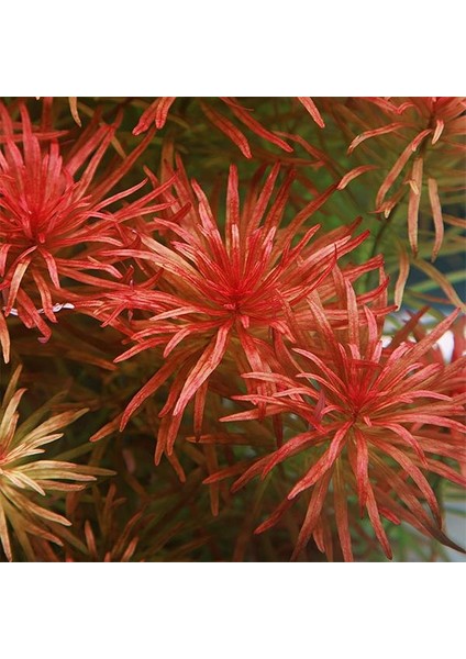 Ludwigia Inclinata Meta Saksı Canlı Bitki fiyatları