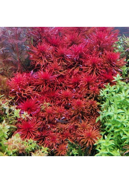 Ludwigia Inclinata Meta Saksı Canlı Bitki modelleri