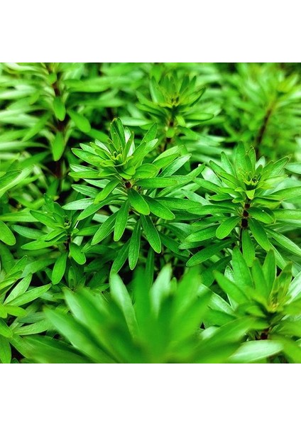 Ludwigia Inclinata Meta Saksı Canlı Bitki fırsatları