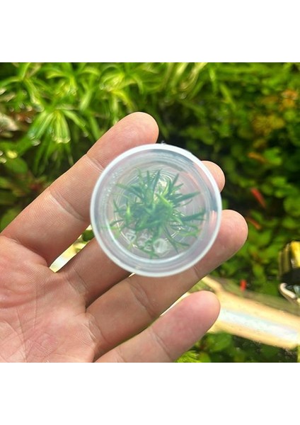 Cryptocoryne Parva Küçük In Vitro Cup Canlı Bitki