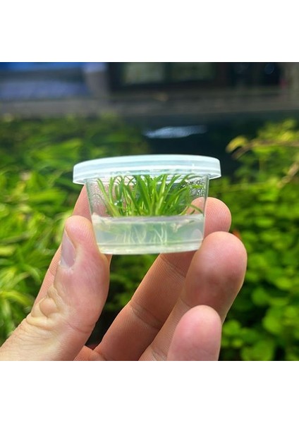 Cryptocoryne Parva Küçük In Vitro Cup Canlı Bitki fiyatları