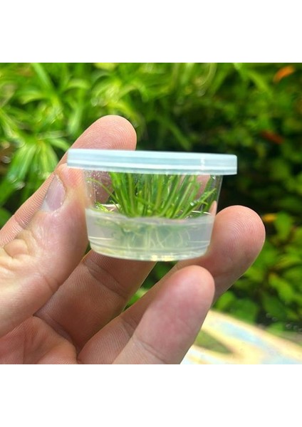 Cryptocoryne Parva Küçük In Vitro Cup Canlı Bitki modelleri