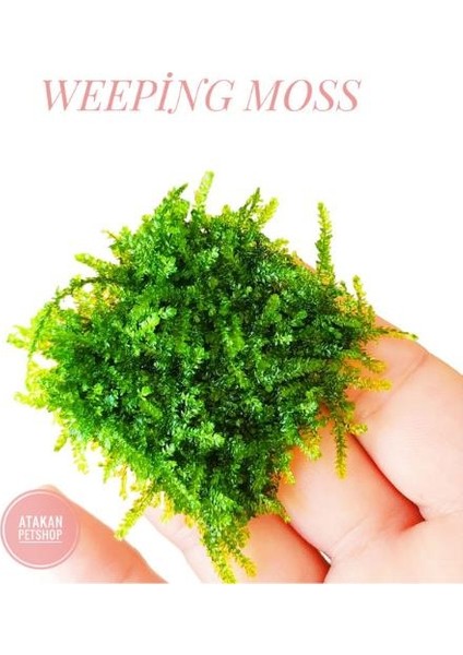 Weeping Moss Kutu Canlı Bitki