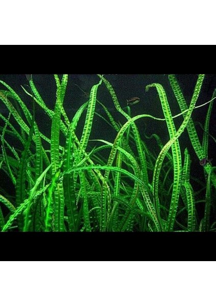 Cryptocoryne Crispatula Saksı Canlı Bitki