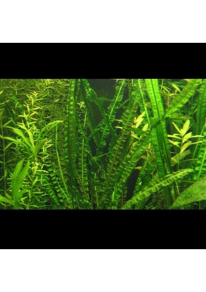 Cryptocoryne Crispatula Saksı Canlı Bitki fiyatları