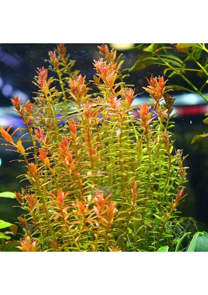 Rotala Orange Juice In Vitro Canlı Bitki