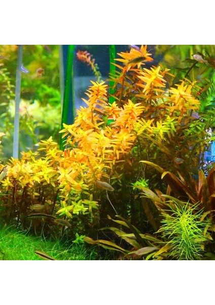 Rotala Orange Juice In Vitro Canlı Bitki fiyatları