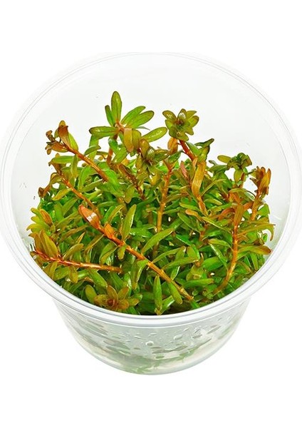Rotala Orange Juice In Vitro Canlı Bitki fırsatları