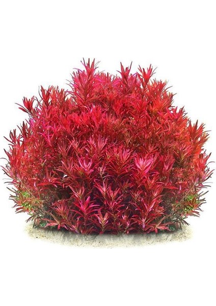 Rotala Blood Red In Vitro Canlı Bitki