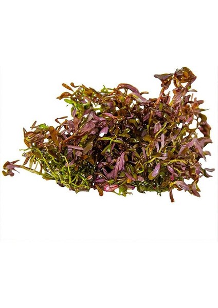 Rotala Blood Red In Vitro Canlı Bitki
